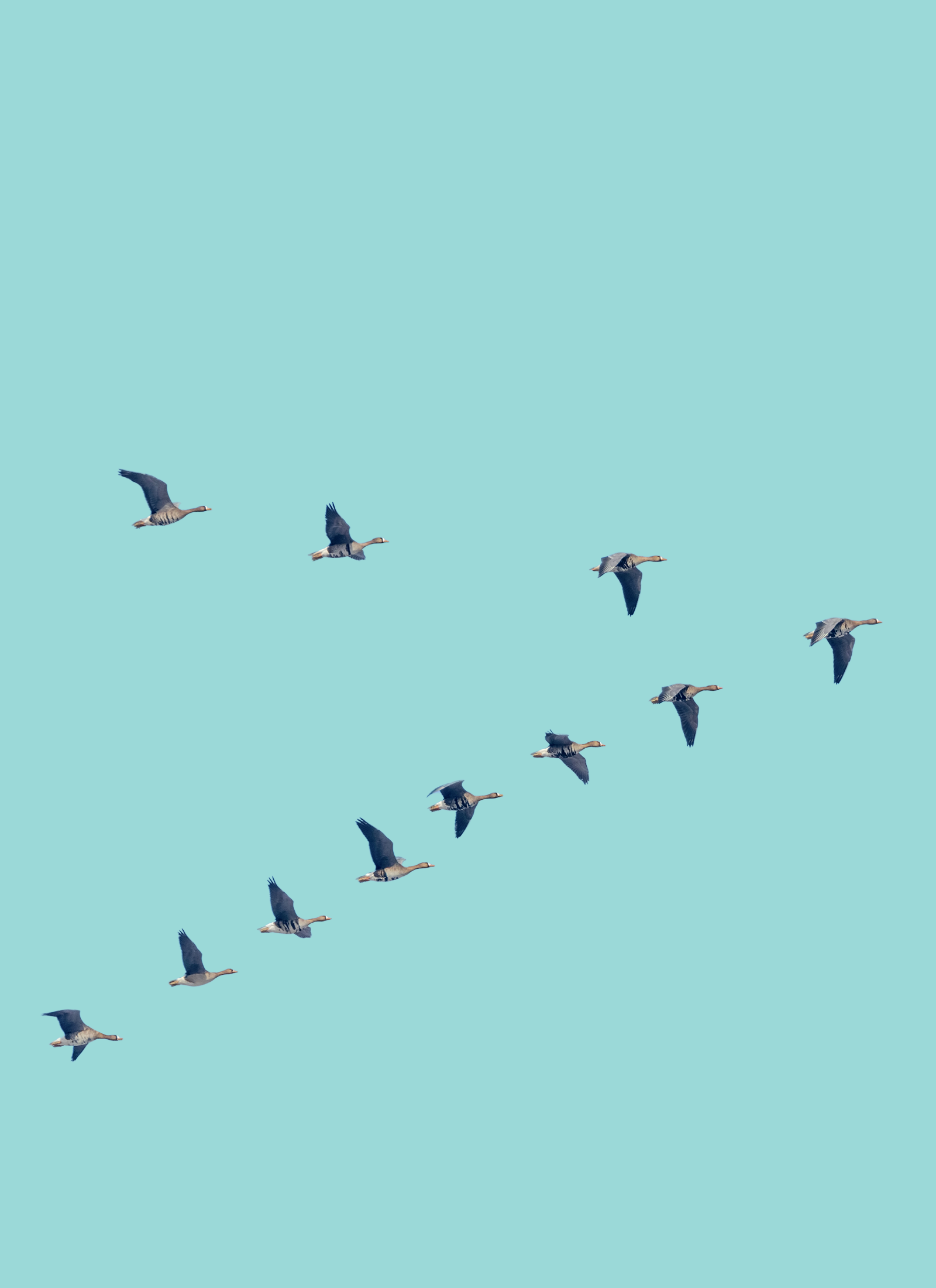 Aligned organization — geese in V formation
